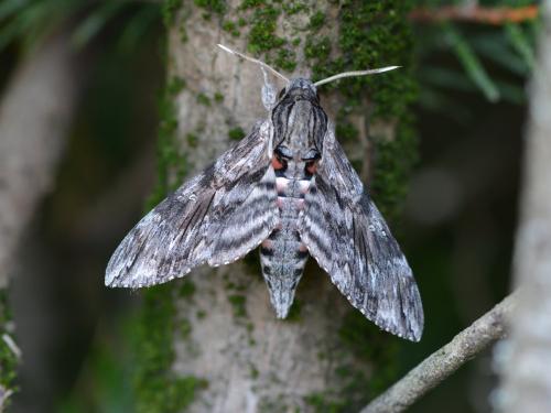Réf. 329 602 : Agrius convolvuli